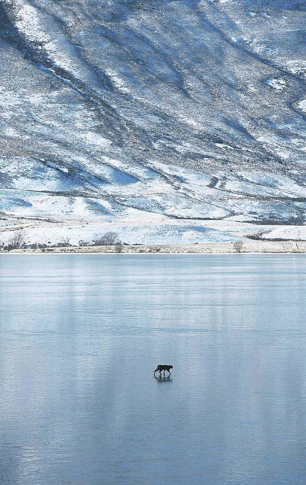 Is it a panther - or just a really big wild cat? This creature was snapped on the frozen surface...