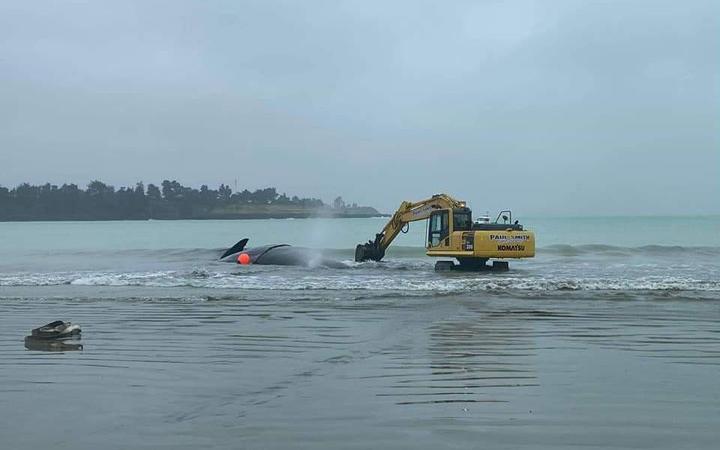 One of the diggers creating a channel from where the whale had sunk into the sand out towards the...
