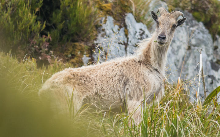  A juvenile tahr eating. Photo: Supplied / Department of Conservation 