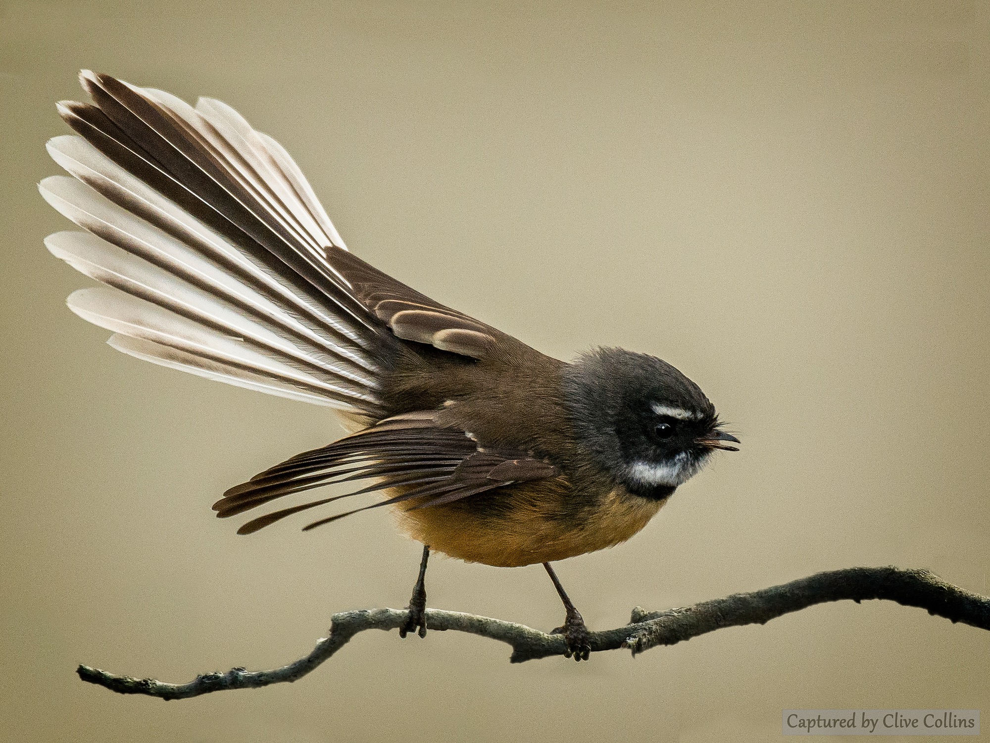 Harsh Weather Not Kind To Fantails Otago Daily Times Online News
