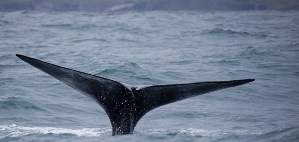 Whale Watch Kaikourawas one of the key assets New Zealand couldn’t afford to lose, Tourism...