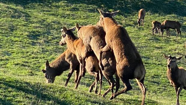 A small herd of stags "asserting their dominance" at Forest Road Farm - NZ Red Deer in Waipawa....