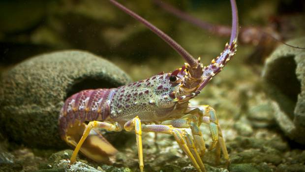 Kevin Clarke under-reported about $800,000 worth of crayfish and pāua. NZ Herald file photo:...