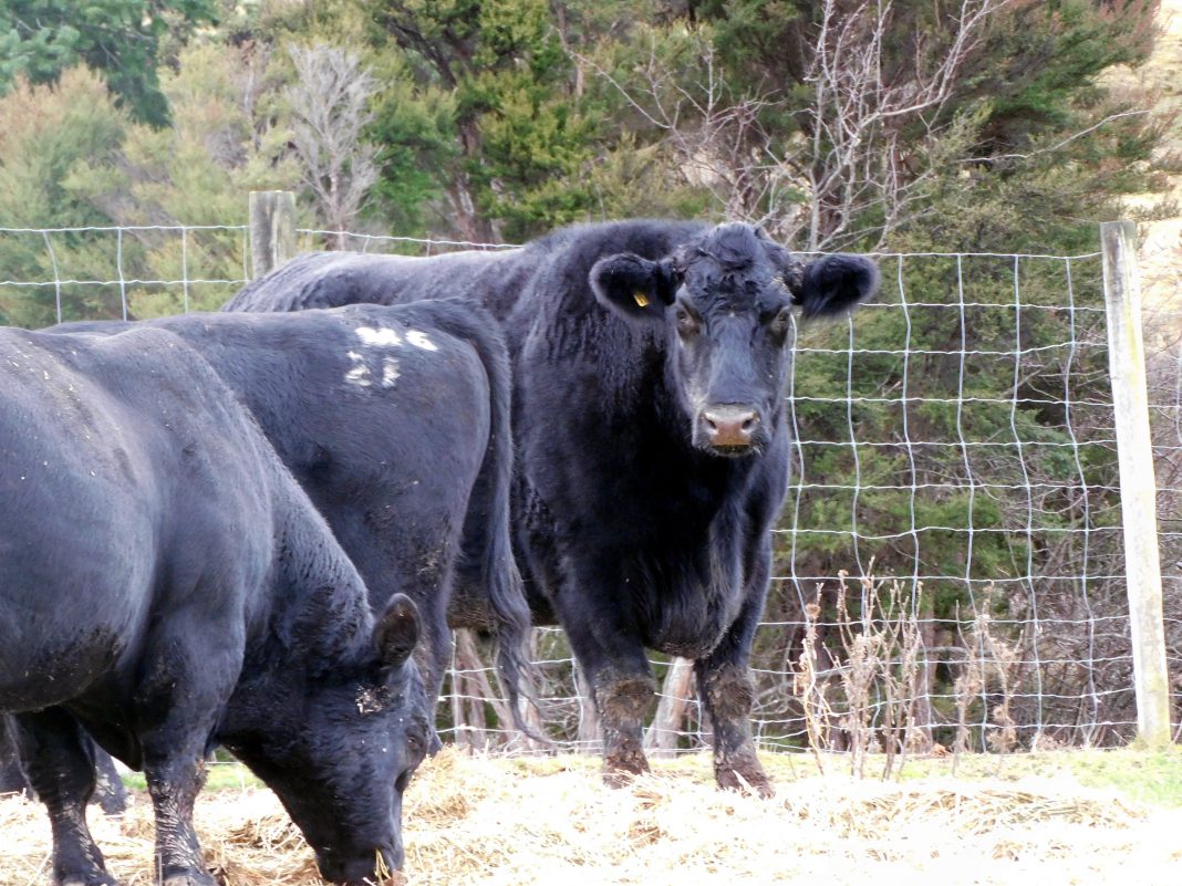 Boris still has the tag in his ear put there when he was weaned. Photo: NCN