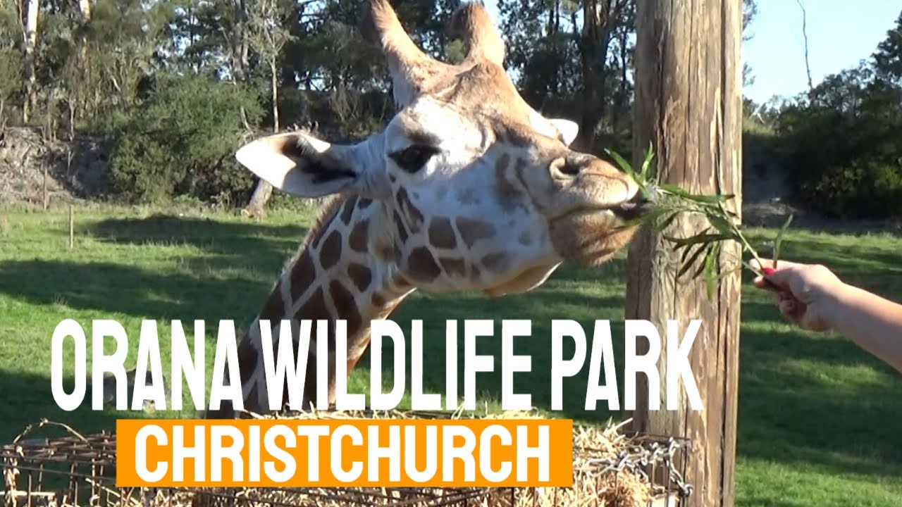 Photo: Orana Wildlife Park