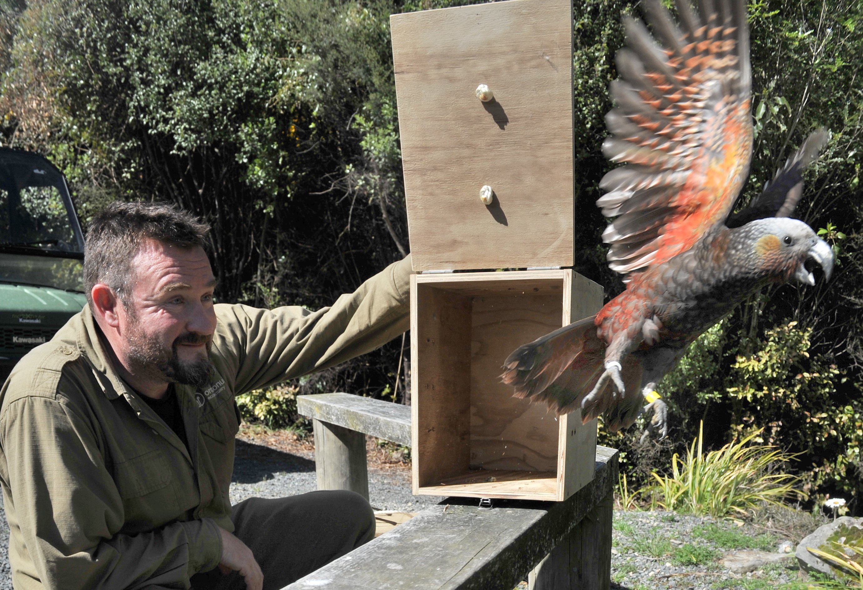 Orokonui ranger Elton Smith releases a kaka late last year. Photo: Christine O'Connor