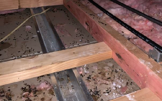 Evidence of rats in the house's ceiling cavity. Photo: Supplied