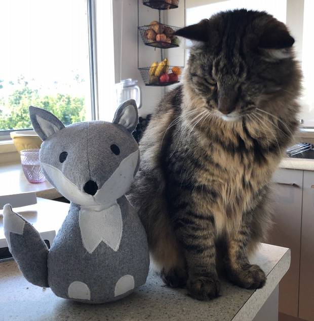 Neither the cat, nor fox shaped door stop have been winners during Toddler-Palooza 2020. Photo: NZH