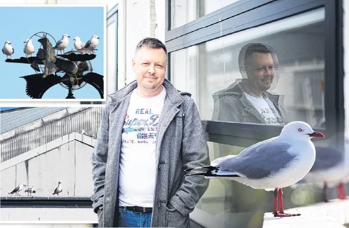 Streeter Concepts owner Lance Streeter says red-billed gulls are causing a stink in Oamaru's...