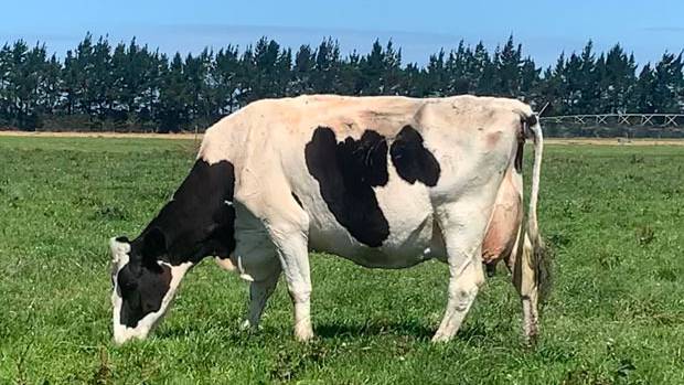 Belbrook Dynamic Vanessa EX5 was the only Holstein Friesian in New Zealand to receive an EX5...