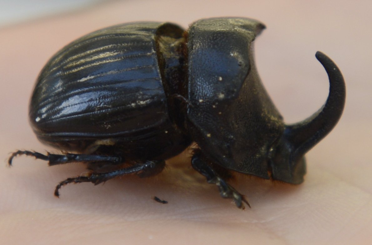 The 22mm Copris hispanus, or Spanish dung beetle, is nocturnal and builds burrows up to 40cm deep...