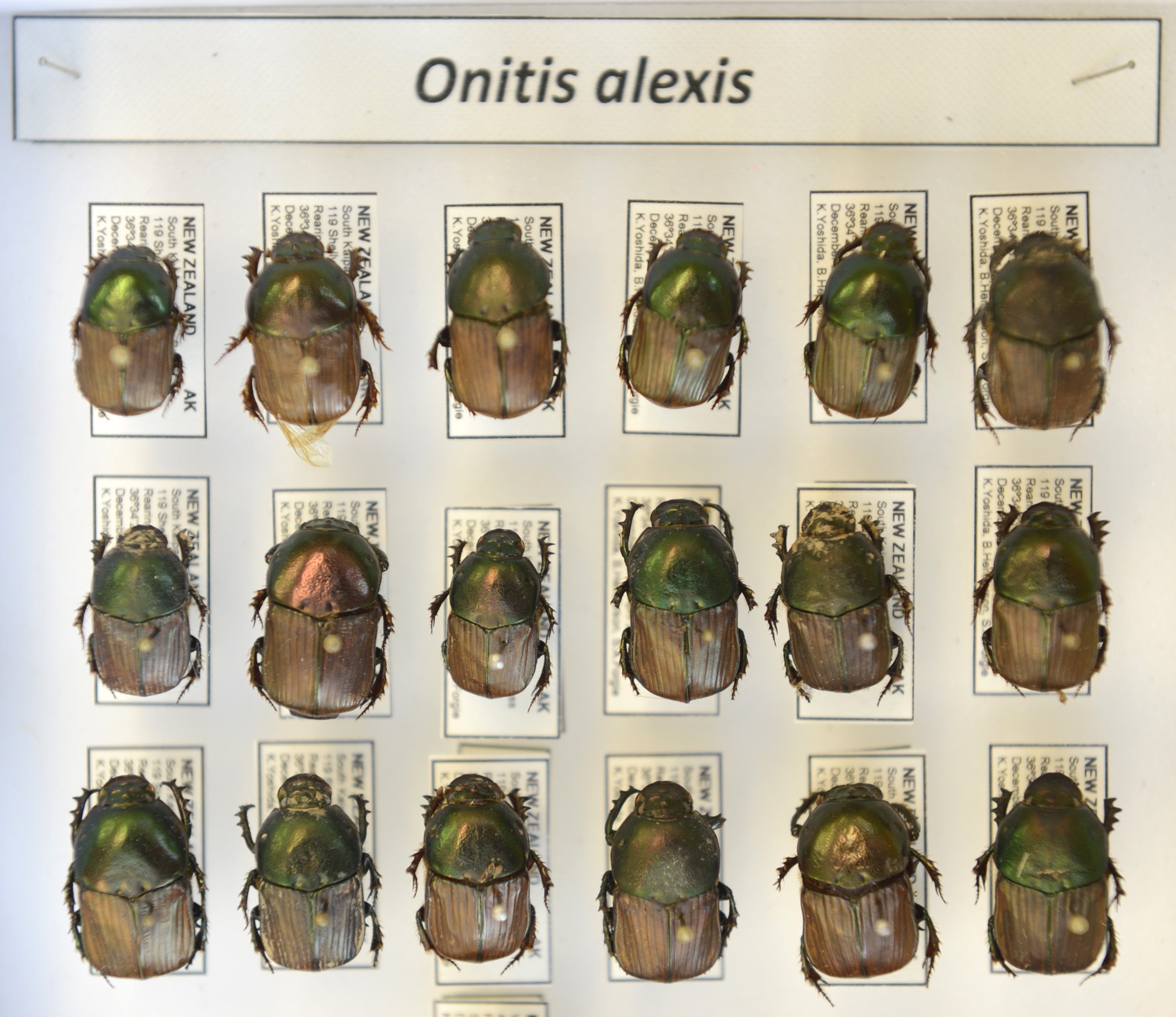 The Onitis alexis, another of the beetles approved for release.