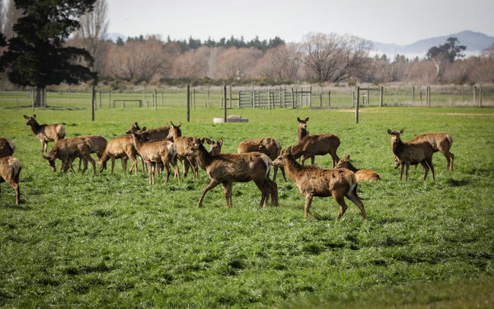 With winter drawing to a close here, many of New Zealand's 1400 deer farmers have been focused on...