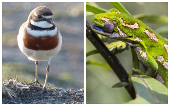 The banded dotterel and the jewelled gecko are among species expected to benefit from more...