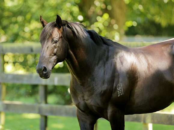 A promising colt named after All Blacks star Richie Mo’unga is making an impression. Photo: Supplied