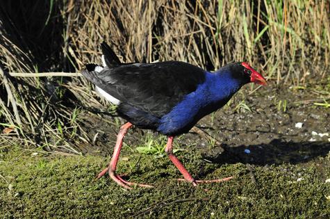 Pukeko are misinterpreted as being "dumb birds", but are actually quite complex and clever. Photo...