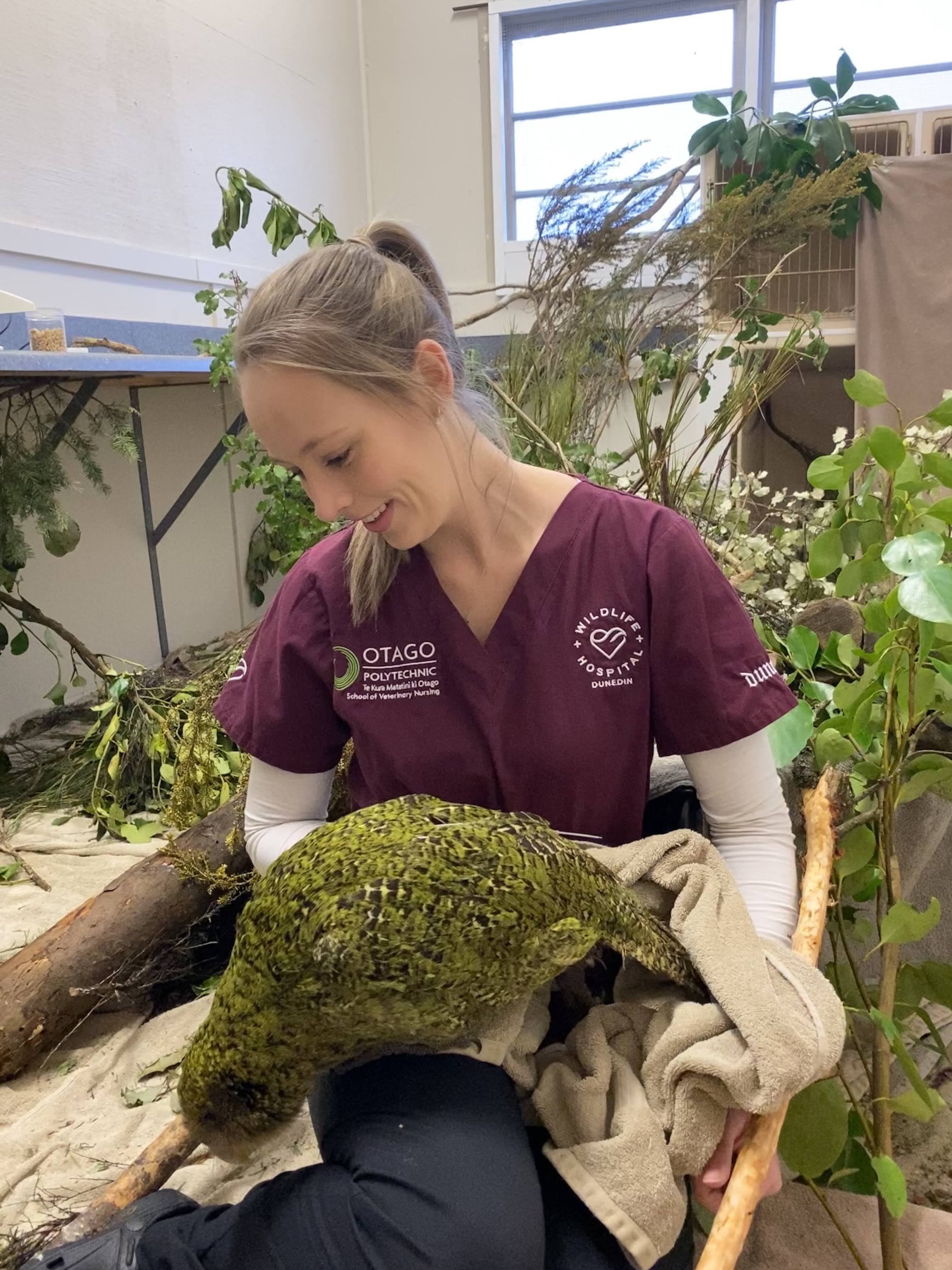 Dunedin Wildlife Hospital vet nurse Emily Brewer works with increasingly mischievous kakapo...