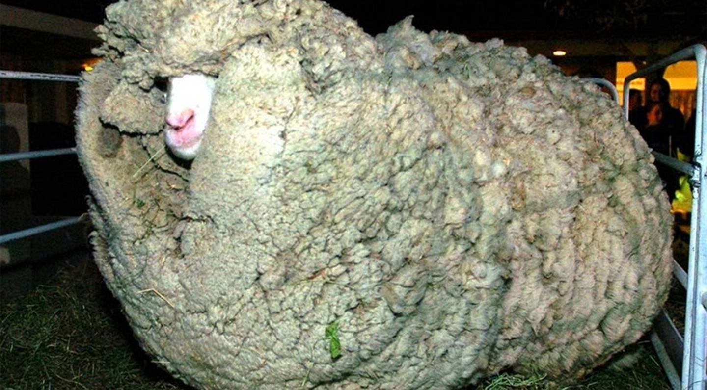 The original Shrek the sheep. Photo: Supplied via NZH