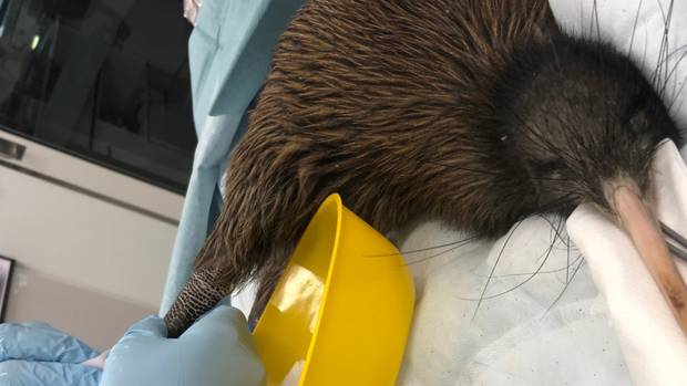 The rescued kiwi gets a pedicure as wildlife vets nurse the bird back to health. Photo: Wildbase...