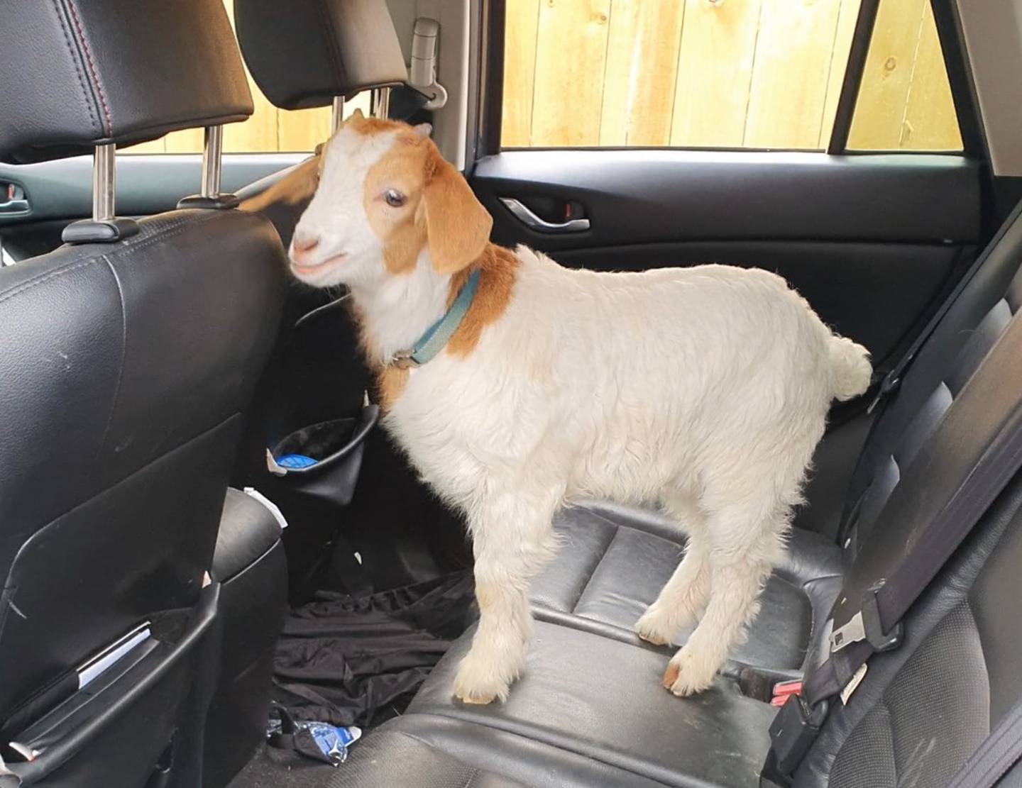 Dean enjoyed the odd ride in the car to the supermarket and vet. Photo: Supplied