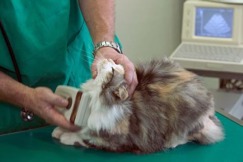 Vet using a microchip reader on a domestic cat. Photo: Auscape / Universal Images Group via Getty...
