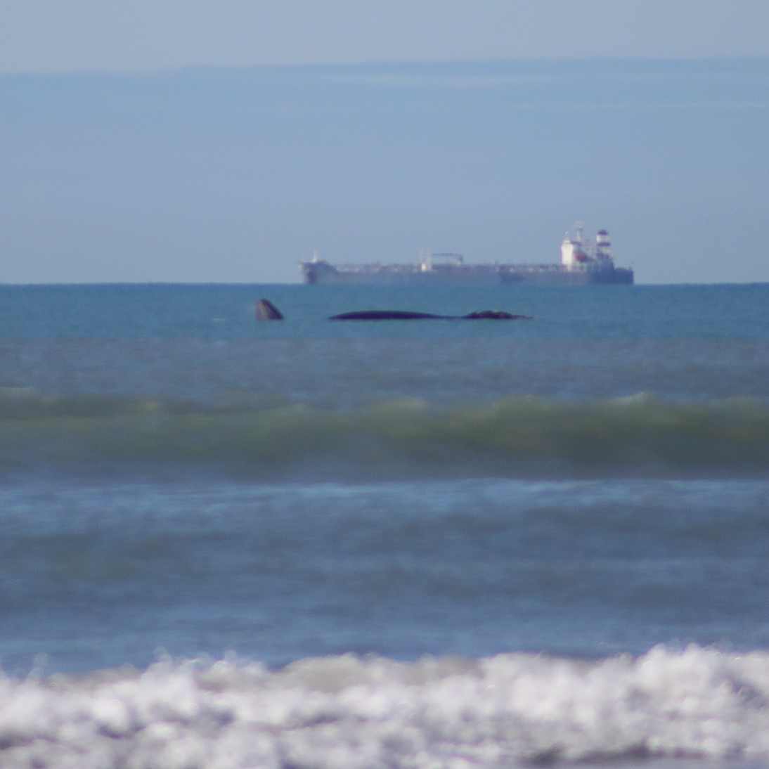 A southern right whale was spotted close to New Brighton Beach yesterday. Photo: Genevieve Robinson