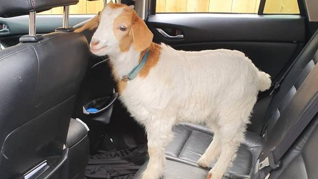 Dean enjoys the odd ride in the car to the supermarket and vet. Photo: Supplied via NZH