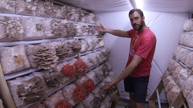 Thomas Brain with mushrooms in the special fruiting room on his Christchurch property. Photo:...