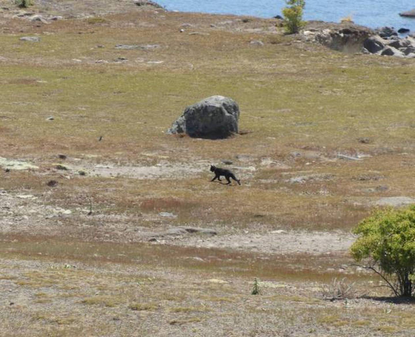 British tourist Nick Baggott says the cat he saw was not of an ordinary size and he had never...