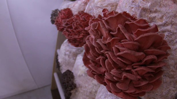 Bags producing pink oyster mushrooms in the fruiting room. Photo: Supplied