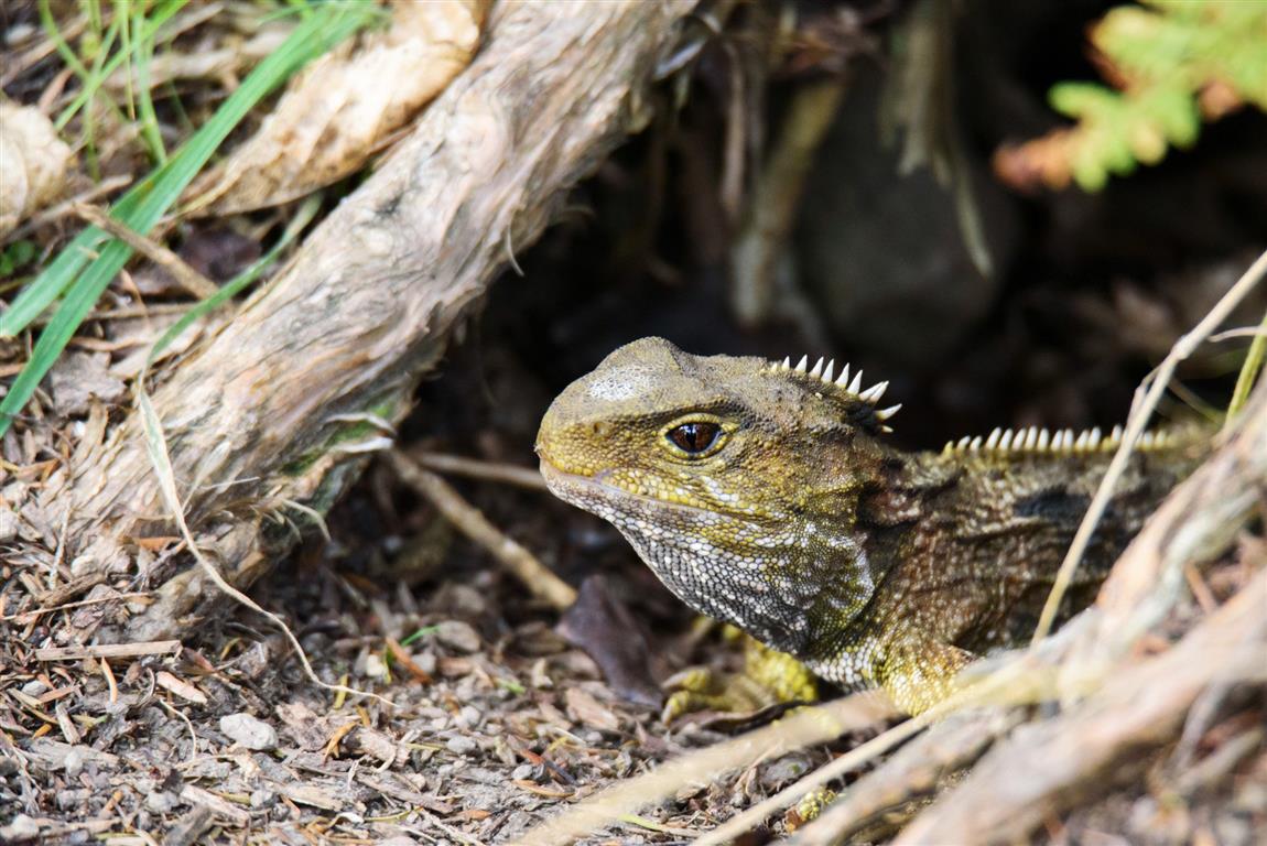 Tuatara.
