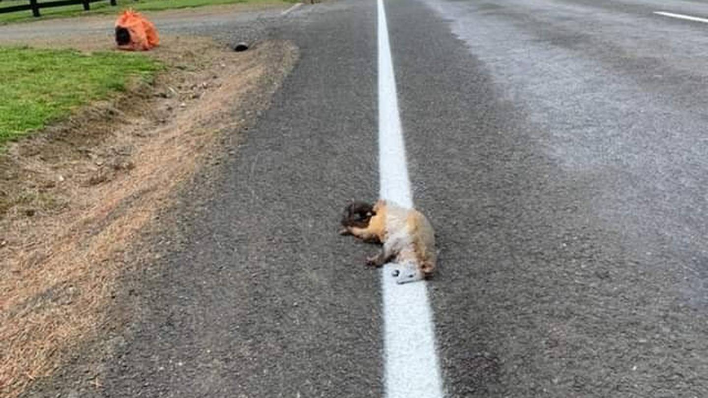 The possum was painted over. Photo: Supplied via NZH