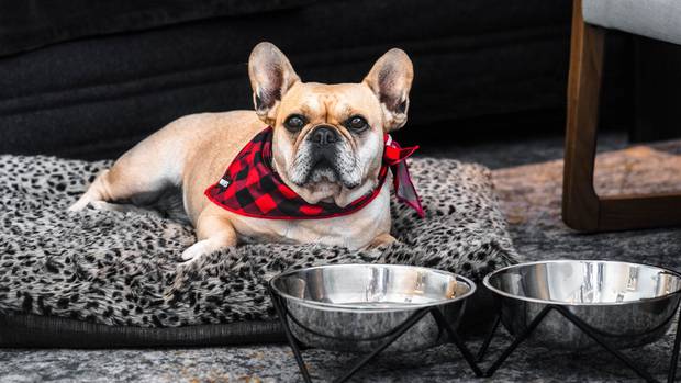 A treat: Dogs needn't be left behind on a luxury hotel break. Photo: Supplied via NZH, QT Resorts...