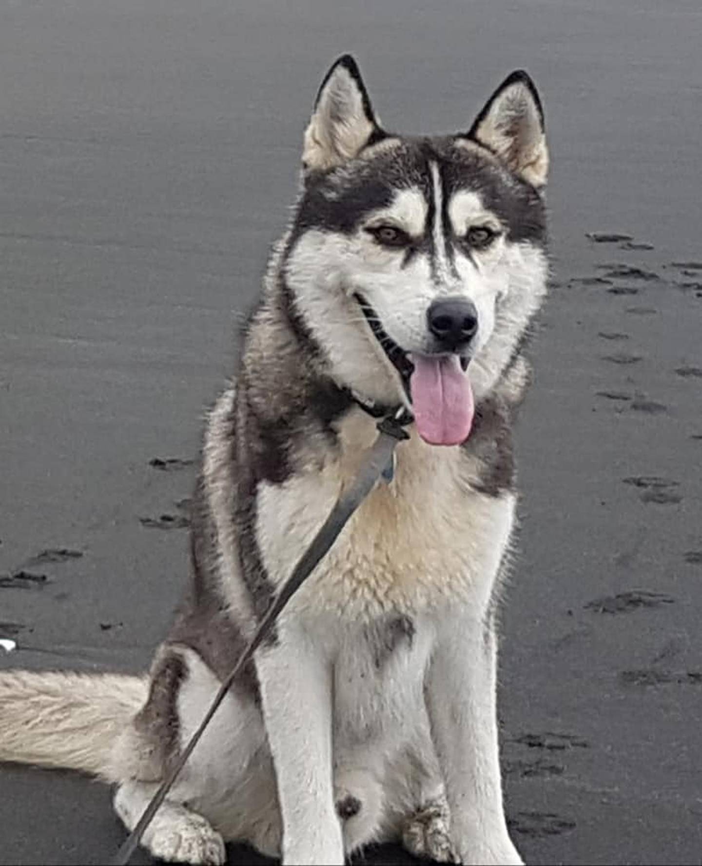 how do guinea pigs die