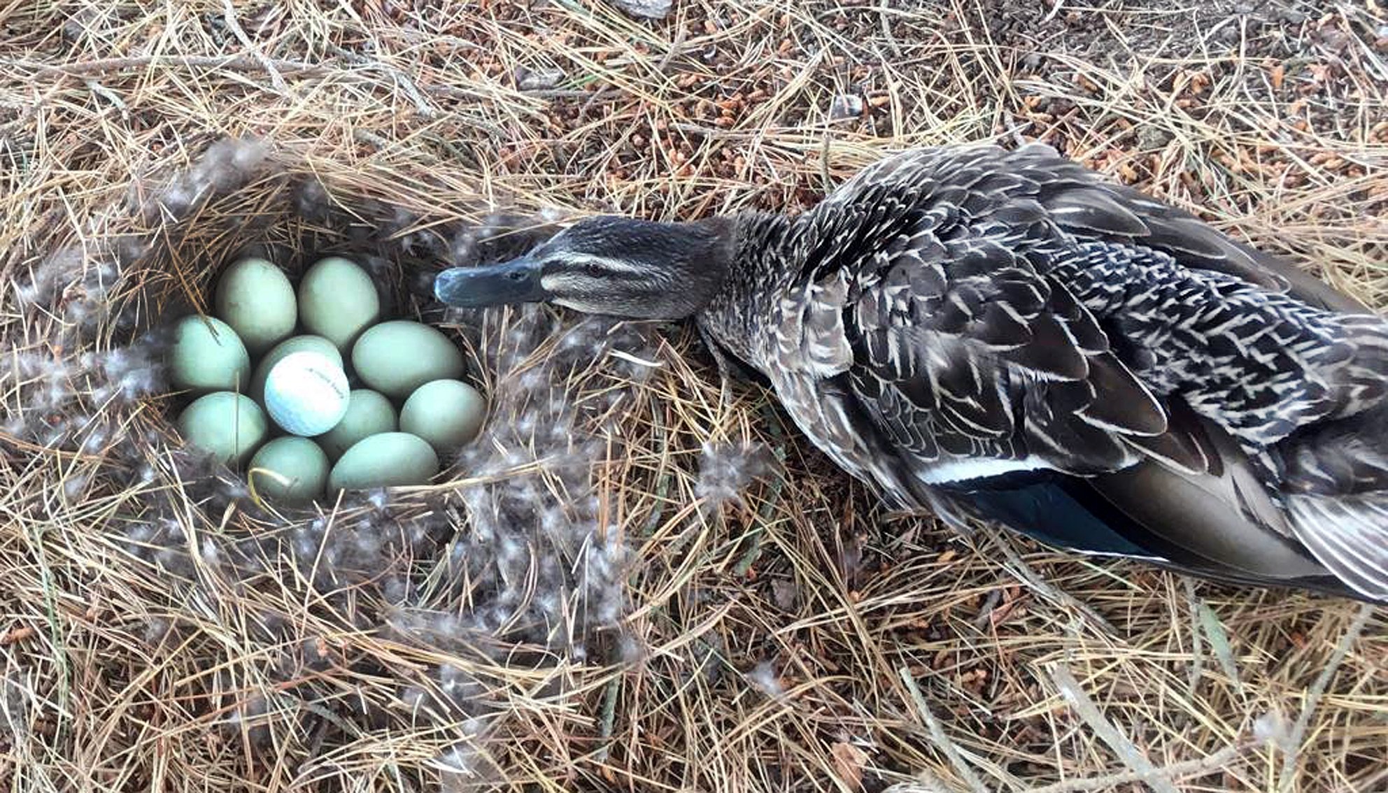 Michael de Buyzer landed his ball in a duck’s nest, among 10 eggs, at the Lower Waitaki Golf Club...