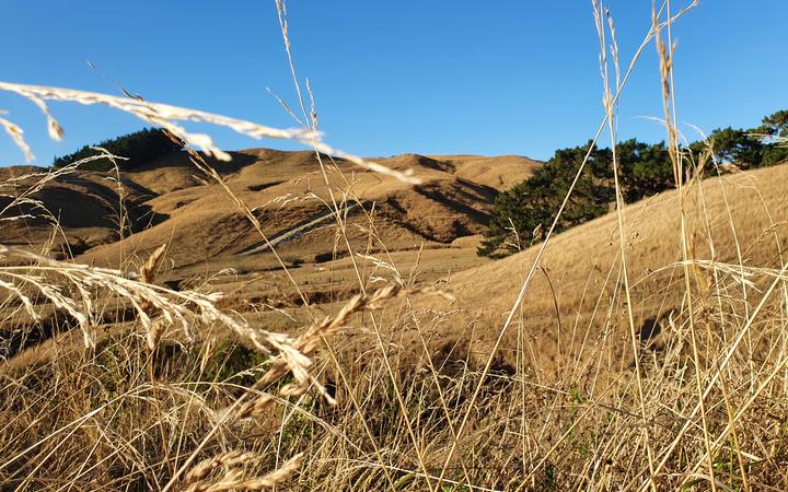 File photo. Photo: RNZ / Sally Round