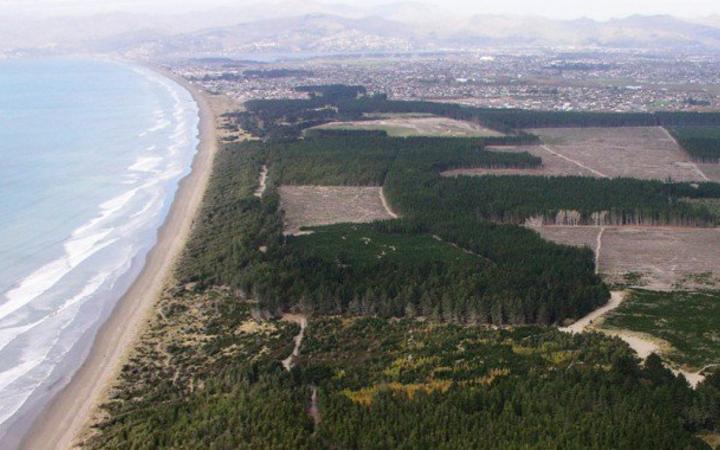 Bottle Lake Forest. Photo: Christchurch City Council