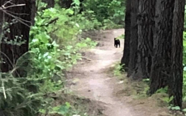 Mark Orr's glimpse of an animal which he believes was a black panther on the Perseverance Bike...