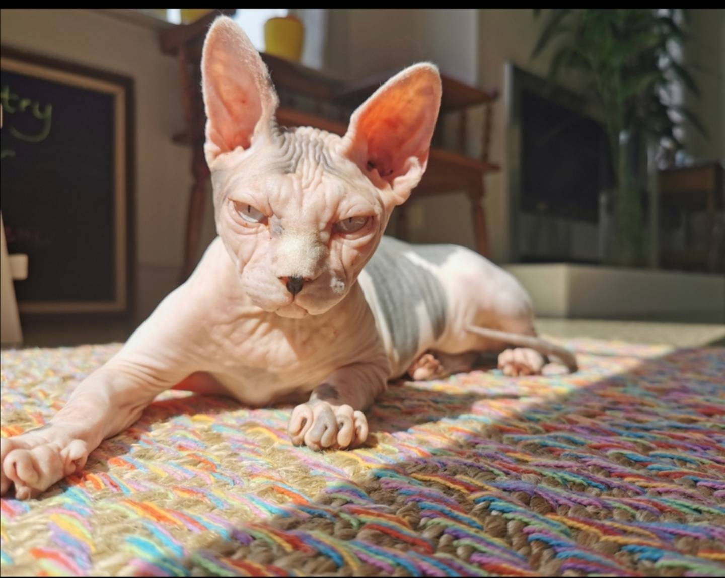 Bobbie is usually an indoor cat. Photo: Supplied via NZH