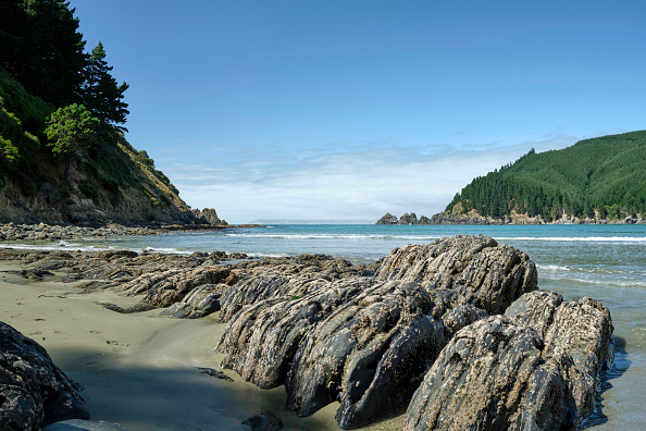 Conservationists say ecosystems on Marlborough beaches are being damaged by vehicles driving over...