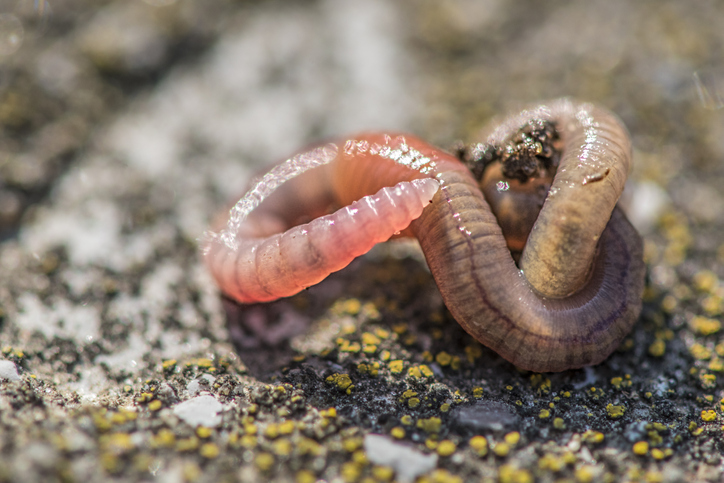 The tenant said the worms found wriggling in the carpet were likely escaped meal worms, which she...