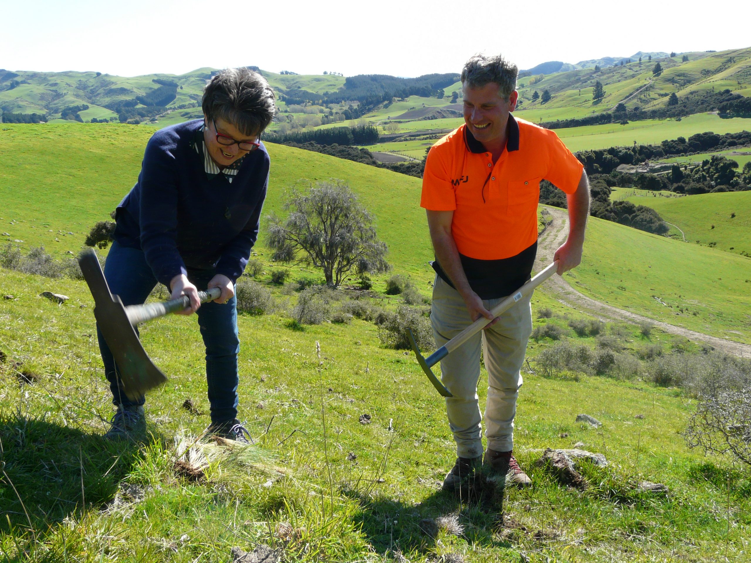 Hurunui Mayor Marie Black grubs Nassella tussock at Greta Valley. Photo: Supplied