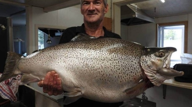 Razza Bar and Bistro employee Sean Colenso shows off the monster brown trout. Photo: Supplied