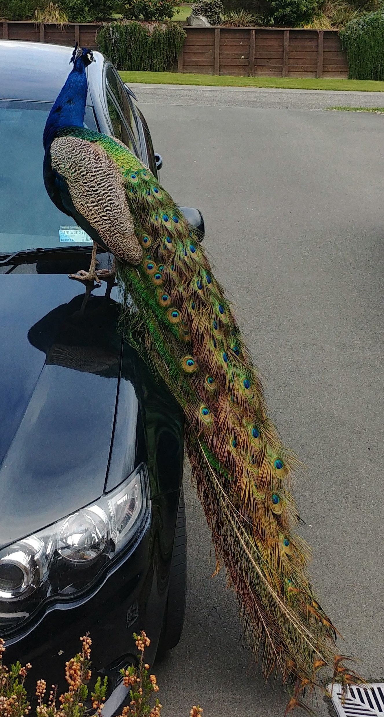 One of two rogue peacocks which have been on the run in Oamaru. PHOTO: SUPPLIED