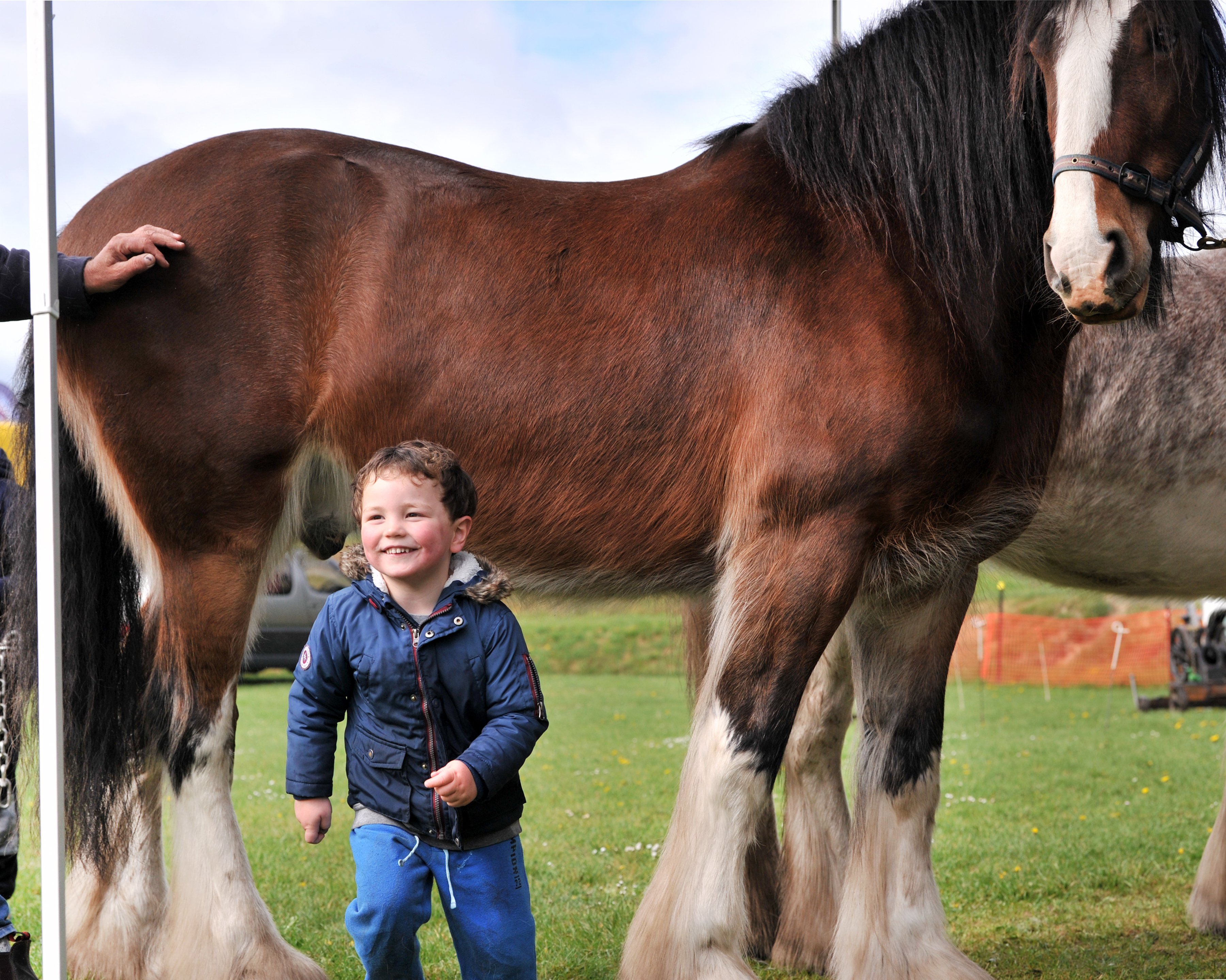 Connor O'Callaghan-Hall (3) checks out Dayboo Sam on display at the Otago Field Days yesterday....