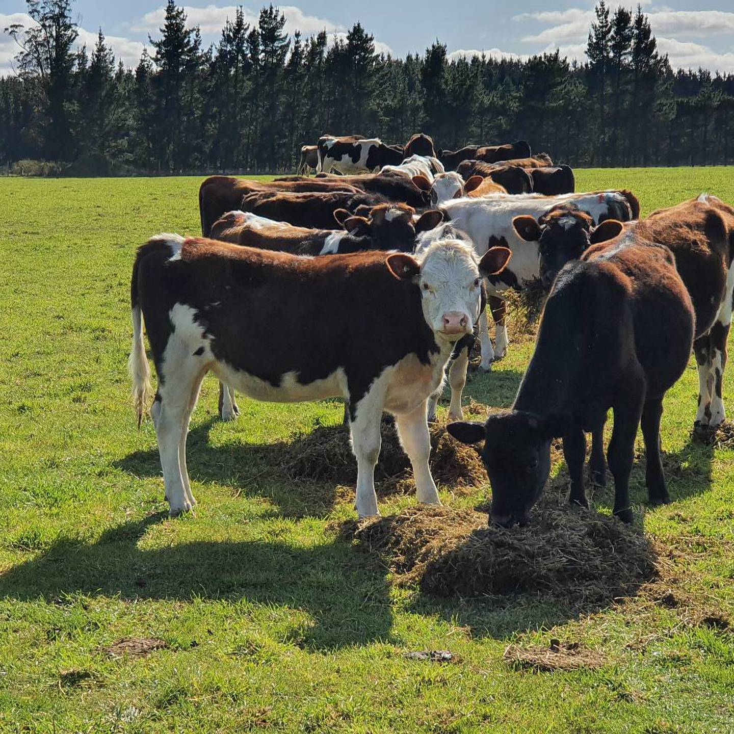 Up to 190 cows are on the road to recovery and looking for forever non-kill homes. Photo: Huha