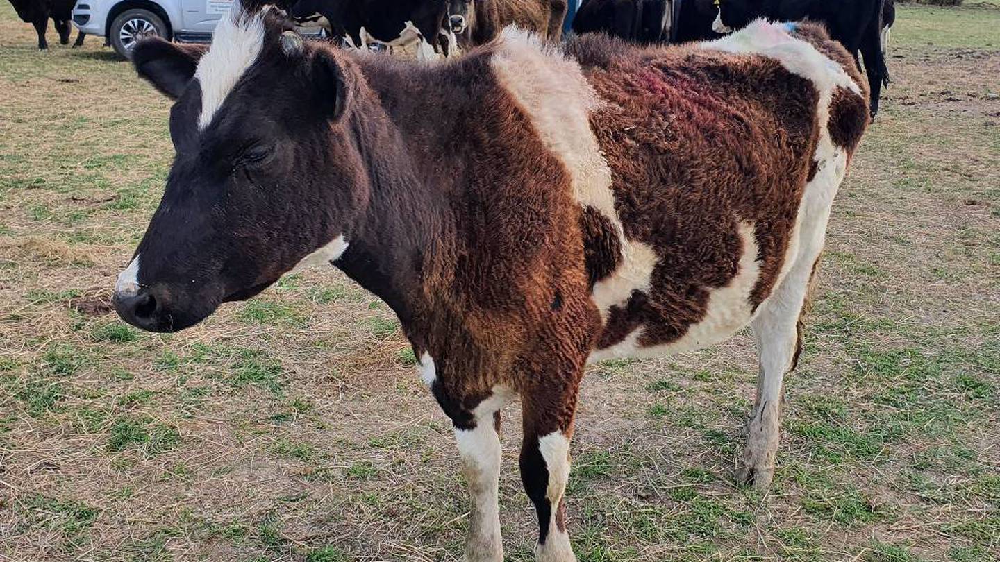 190 cows seek new homes after Canterbury animal shelter failure | Otago Daily Times Online News 190 cows seek new homes after Canterbury animal shelter failure | Otago Daily Times Online News