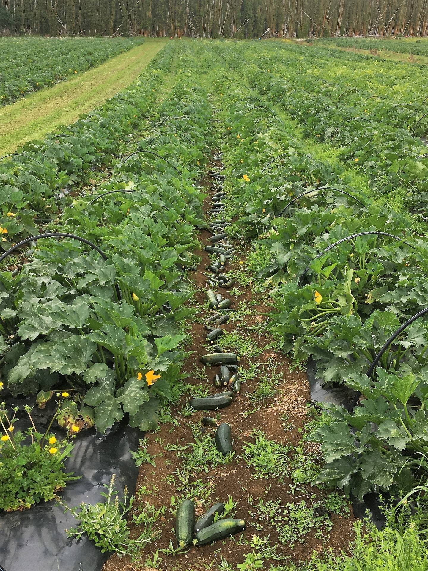 Courgettes too big to go to market left lying in waste. Photo / David Fisher