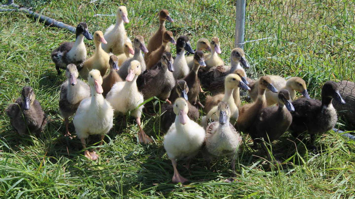 Some of the ducks which have inundated the SPCA Christchurch Centre. Photo: Supplied