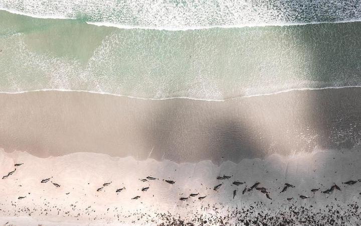 An aerial photo of some of the estimated 100 pilot whales and bottlenose dolphins stranded on the...